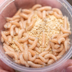 Box with maggots for fishing. Fly larvae bait for fishermen