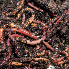 Earthworms for catching fish lie in a pile of manure