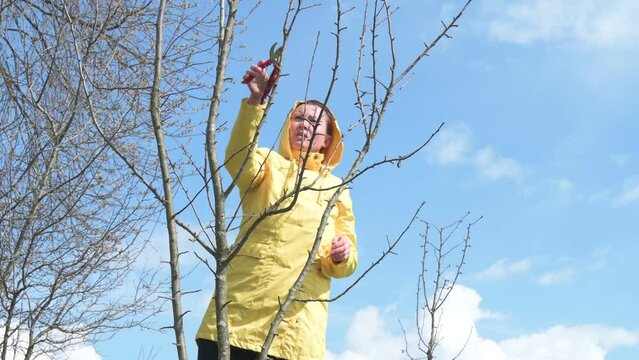 Work in spring in the garden with fruit trees, formative tree pruning.