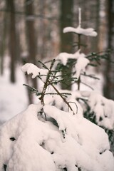Pine branch covered with snow. Evergreen tree in winter.