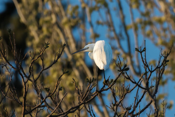 Little Egret perched high in a tree