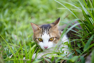 Cute young cat playing in the lawn