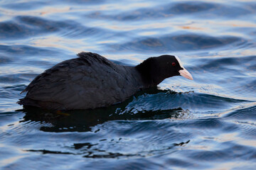Close up with (Fulica atra) on a lake.
