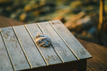 Shell on wooden background with Sunset.