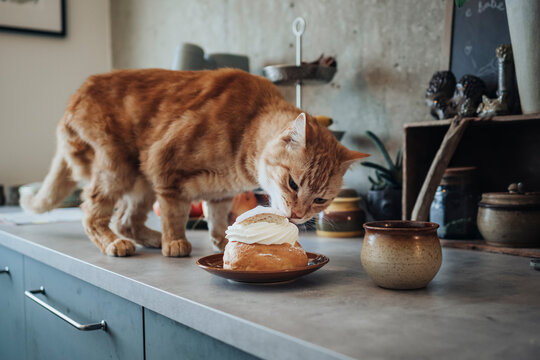 Cat licking whipped cream from bun
