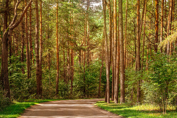 Beautiful landscape of a pine forest near a country road summer.