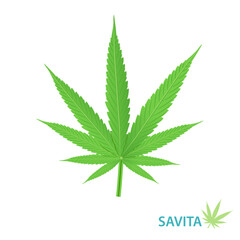 Cannabis Savita strain vector isolated on white background. Hybrid strains of cannabis, hemp, ganja, marijuana, hash, hemp. Botanical concept illustration.