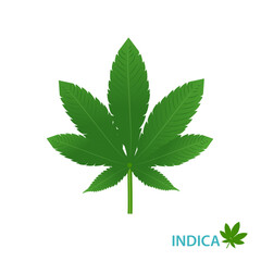 Cannabis Indica strain vector isolated on white background. Indica strains of cannabis, hemp, ganja, marijuana, hash, hemp. Botanical concept illustration.