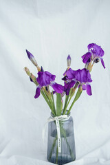 Purple irises in a glass vase on a white background