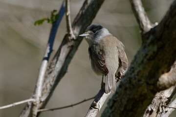 Male Eurasian Blackcap (Sylvia atricapilla) on a branch