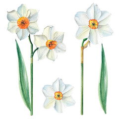 Watercolor isolated white narcissus. Realistic flowers. Botanical spring illustration.