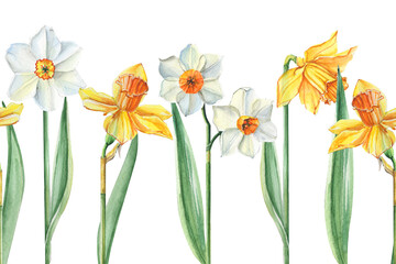 Watercolor seamless horizontal border with realistic daffodils. Bright yellow and white narcissus. Botanical illustration.