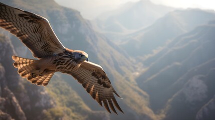 hawk soaring high above