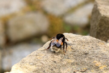 Bumblebee (Bombus terrestris) on a stone wall