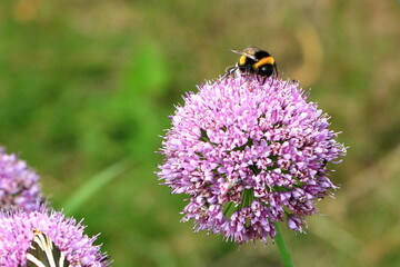 Insects on a Flower Head of an Allium flower (Allium lusitanicum)