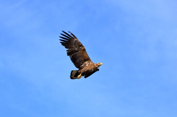 Close-up of a sea eagle in full flight: Lofoten, Norway