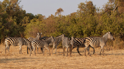 Fototapeta na wymiar Zebra. Plains zebra (Equus quagga, formerly Equus burchellii), also known as the common zebra walking around in Mashatu Game Reserve in the Tuli Block in Botswana