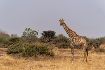 Giraffe . South African giraffe or Cape giraffe (Giraffa giraffa or camelopardalis giraffa) hanging around in Mashatu Game Reserve in the Tuli Block in Botswana