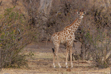 Giraffe . South African giraffe or Cape giraffe (Giraffa giraffa or camelopardalis giraffa) hanging around in Mashatu Game Reserve in the Tuli Block in Botswana