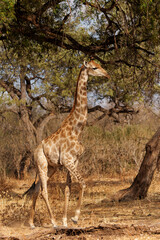 Giraffe . South African giraffe or Cape giraffe (Giraffa giraffa or camelopardalis giraffa) hanging around in Mashatu Game Reserve in the Tuli Block in Botswana