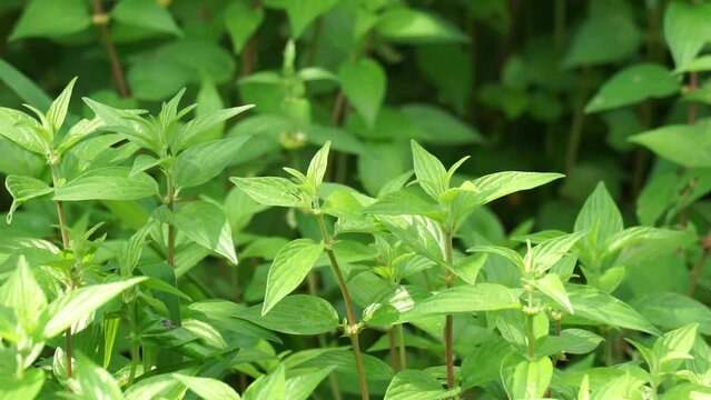 Pouzolzia zeylanica (Goetharthia, Hyrtanandra, Leucococcus, Margarocarpus) plant. Pouzolzia zeylanica plant can be used as fresh or dried plant, decoction drunk to treat cough, sore throat etc