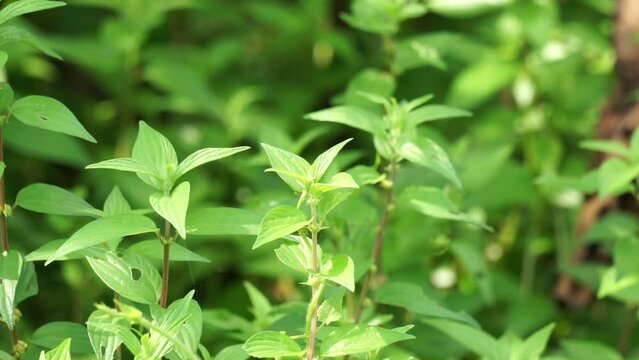 Pouzolzia zeylanica (Goetharthia, Hyrtanandra, Leucococcus, Margarocarpus) plant. Pouzolzia zeylanica plant can be used as fresh or dried plant, decoction drunk to treat cough, sore throat etc