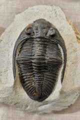 old trilobite fossil