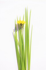 Fresh green grass and yellow dandelion flower on white table. Top view. Copy space