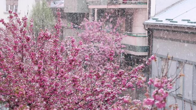 Street with blooming sakura trees covering snow. Snowy weather. Close up of beautiful pink cherry blossom flowers. Hanami spring season. Slow motion.