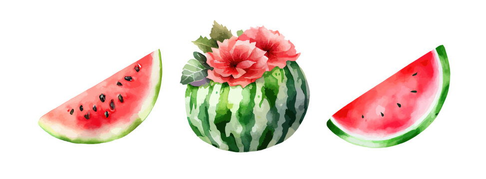 Watermelon fruit watercolor collection. Set of fresh watermelon painted isolated on white background. Healthy watermelon vector illustration