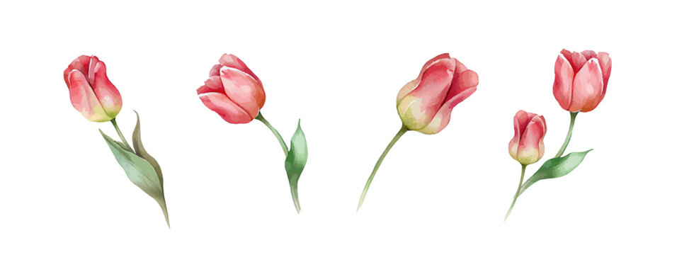 Pink or Red tulip flowers watercolor collection. Set of spring and summer flowers painting isolated on white background. Vector illustration