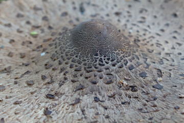 mushroom umbrella..