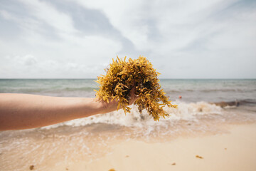 Seaweed grass, sargassum in hand on ocean background, ecological problem - obrazy, fototapety, plakaty