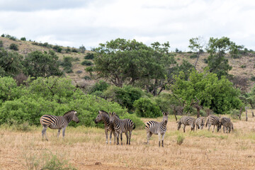 Fototapeta na wymiar Zebra. Plains zebra (Equus quagga, formerly Equus burchellii), also known as the common zebra walking around in Mashatu Game Reserve in the Tuli Block in Botswana