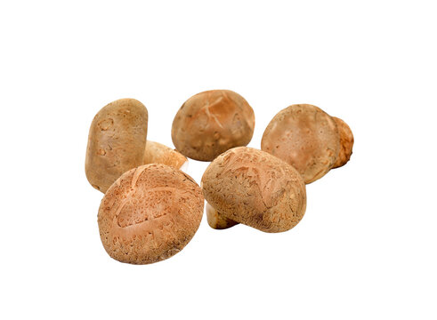 Shiitake Mushroom On   Transparent Png