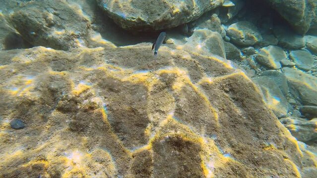 Underwater video of saddled seabream swimming with a parasite attached to his body. Crete. Greece