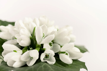 Snowdrop on white background. White springs flower in close-up with copy space.concept of early spring.