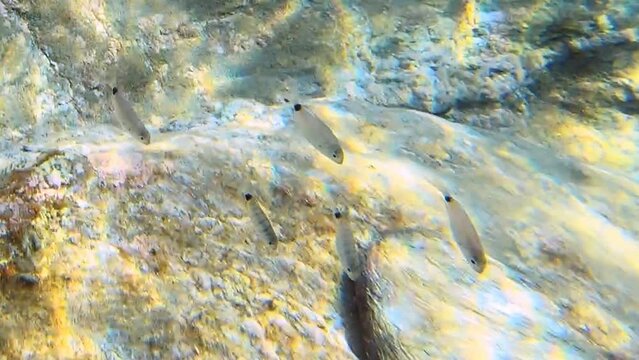 Underwater video of flock of saddled seabream and a bigger fish carrying parasite on its side