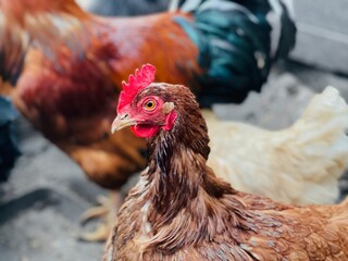 Chicken walking on street paddock. Home farm animals.