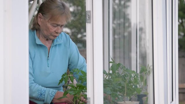 Elderly old woman gardener inspects and checks how seedlings of plants, vegetables and flowers grow in greenhouse before planting in ground on outdoor. Growing organic food on eco farm. Spring work