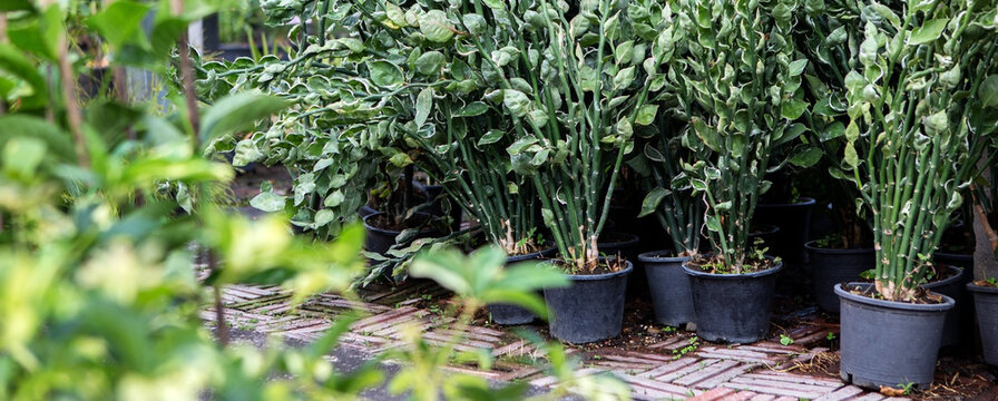tropical plants pedilanthus tithymaloides in pots in a flower shop
