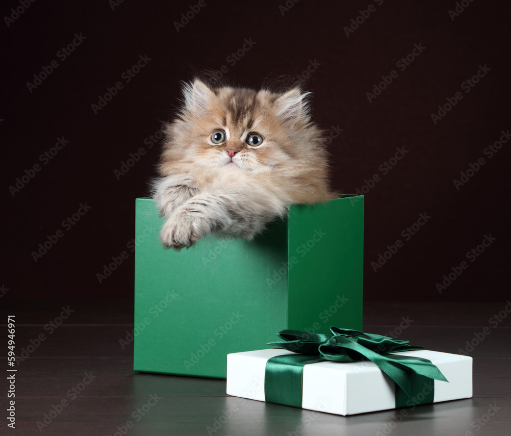 Wall mural cute fluffy kitten sitting in a gift box