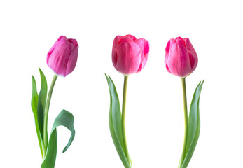 Pink tulip flower isolated on white background