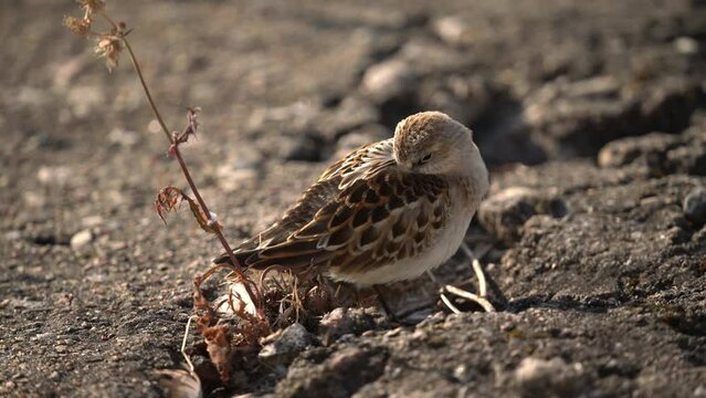 The bird is resting, hiding its head in feathers. The little stint (Calidris minuta or Erolia minuta), is a very small wader. 