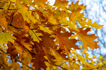 Bright autumn leaves in the natural environment.