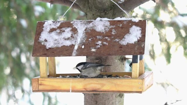 The tit grabbed a sunflower seed on the feeder and took off. Winter atmosphere, it's snowing. Slow motion (120 fps). The coal tit or cole tit,(Periparus ater), is a small passerine bird.