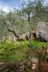 Olive grove with olive trees in Liguria,Italy