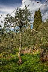 Olive grove with olive trees in Liguria,Italy