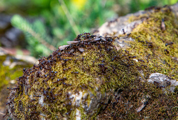Flying ants gathering on a mossy rock