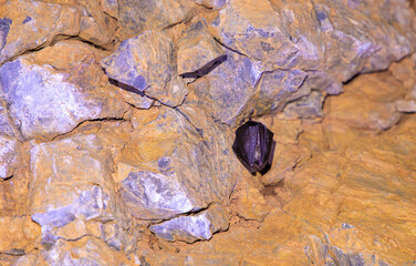 Horseshoe bat hanging in a cave in northern Italy, Europe